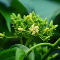 Green tea leaf, source of EGCG in LipoMeltX gummies